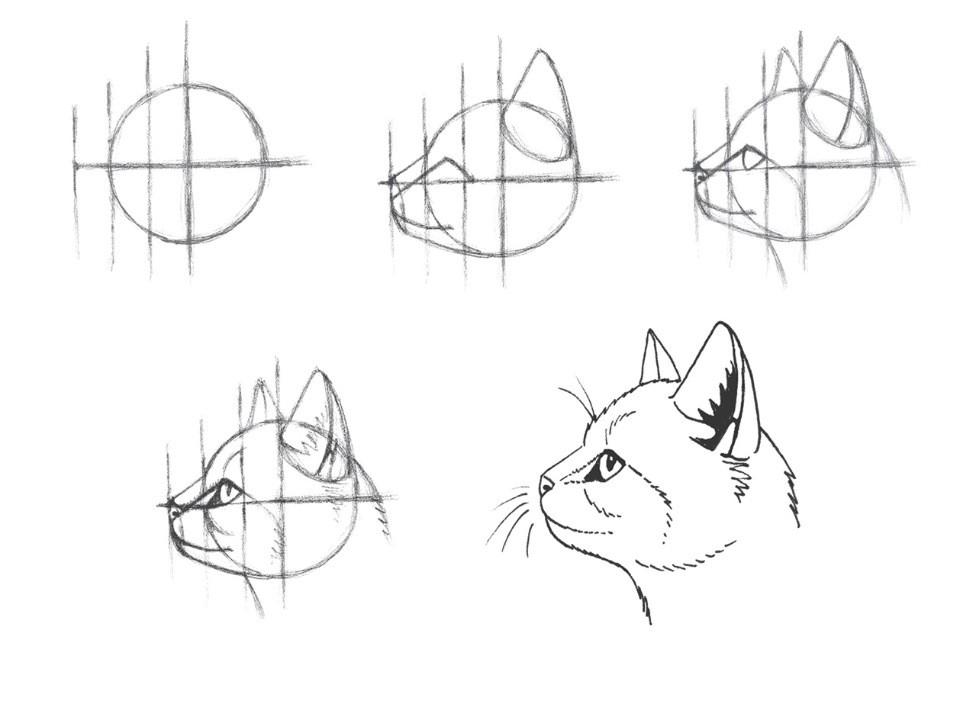 Как нарисовать кошку (кота, котенка) ? | Подробная пошаговая инструкция, как  нарисовать котика для начинающих (карандашом, красками, ручкой) по этапам