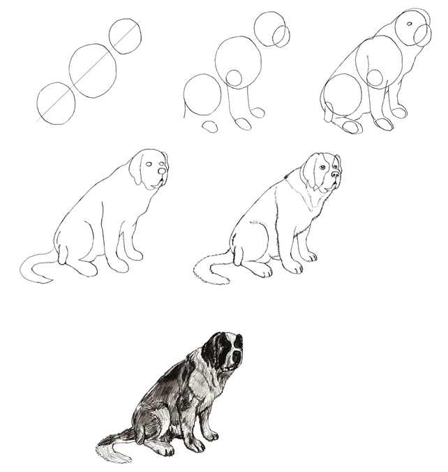 Как нарисовать собаку, щенка ? | Подробная пошаговая инструкция, как  нарисовать собаку для начинающих (карандашом, красками, ручкой) по этапам