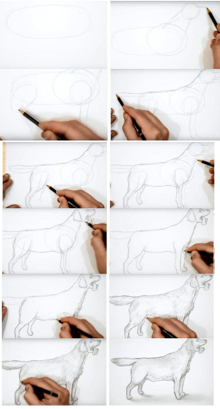 Пошаговое руководство: как нарисовать собаку | XPPen